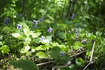 Beautiful summer background of flowers forest violets