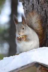 Sciurus vulgaris. Red squirrel on a winter's day in Yamal