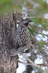 Nucifraga caryocatactes. Nutcracker in the winter sitting on a tree among the pine needles