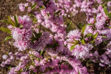 Branches of Yoshino cherry (Sakura) tree blooming. Spring time.