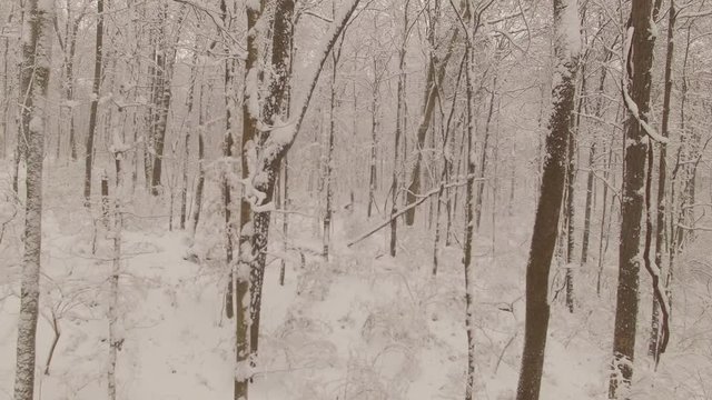 Nashville Snow- woods dolly out 2