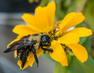 Bumble bee on flower in North Carolina