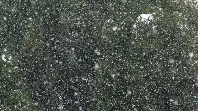 Slow motion of large snow storm with large snow flakes in the forrest