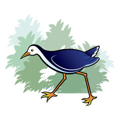 water hen walking and searching vector cartoon