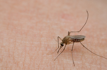 mosquito sucking blood on human skin and carry the disease to humans.