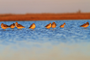 migratory flock of birds in the spring evening stands in the water