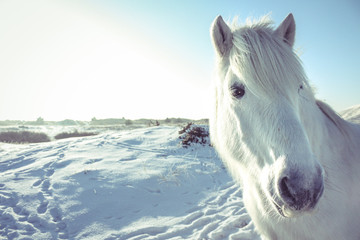 Obraz na płótnie Canvas White horse looking at the camera