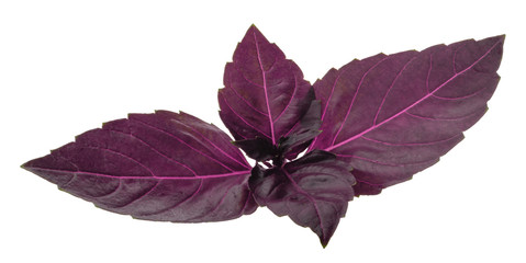 Red basil leaves isolated without shadow