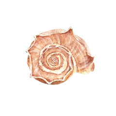 Watercolor illustration of conch seashell