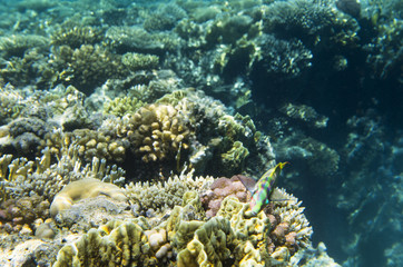 Fototapeta na wymiar Bright fish on the crest of the coral. Thalassoma rueppellii