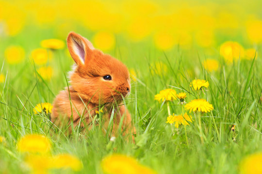 Cute red rabbit sits among the yellow flowers
