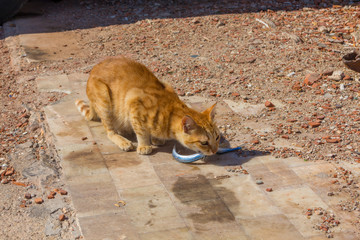 Stray cat eating fish in Turkey