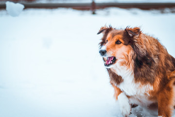 a dog chasing snow in the field covered with snow