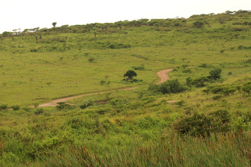 Fototapeta na wymiar Tracks in the African bush