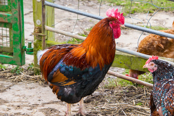 Rooster on the farm