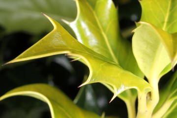 Holly Leaf