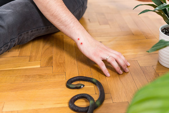 First Aid Training - Snake Bite