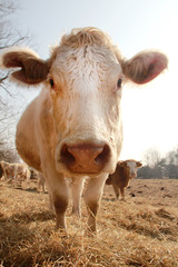 white cow portrait looking into camera 