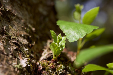 Ecology is a natural landscape. The spring sun is in the green forest