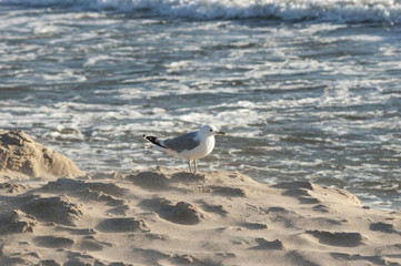 Seagull on the seashore