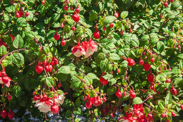 Shrub with red flowers