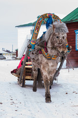 Horse pulling sleigh in winter - Mongolia