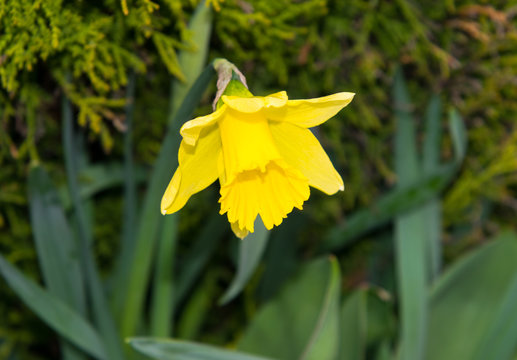 Single isolated daffodile flower