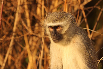 Vervet monkey in South Africa