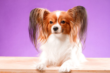 Beautiful papillon dog with smooth hair and large ears on a purple background