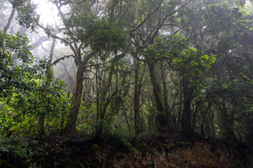 Trees on the edge of the hillside