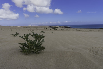 Landscape Dunes Of Canary Islands, Spain.