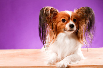 Beautiful papillon dog with smooth hair and large ears on a purple background
