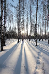 birch grove in winter at sunset