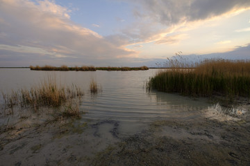  Darscho Lacke auch Warmsee, Apleton, Nationalpark Neusiedler See, Österreich