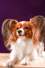 Beautiful papillon dog with smooth hair and large ears on a purple background