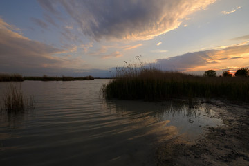  Darscho Lacke auch Warmsee, Apleton, Nationalpark Neusiedler See, Österreich