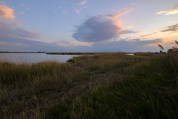  Darscho Lacke auch Warmsee, Apleton, Nationalpark Neusiedler See, Österreich