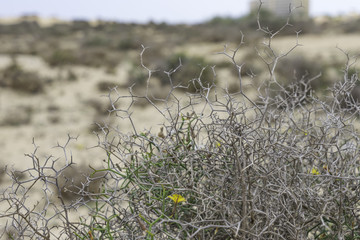 Landscape Dunes Of Canary Islands, Spain.