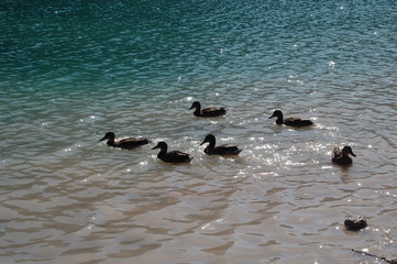 Wild ducks near the shore of Black lake in Durmitor national Park in Montenegro.