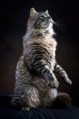Obraz premium Gatto dal pelo lungo su due zampe che guarda in alto