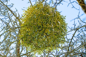 mistletoe in a fruit tree in wintertime in Germany