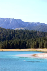 Pine forest near the Black lake in the Durmitor national Park in Montenegro.