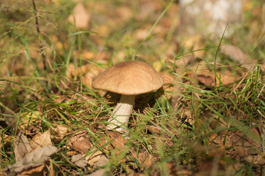 Grey mushroom in a forest glade / Grey mushroom grows in the woods among the leaves