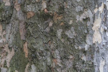 Platan Bark Cposeup