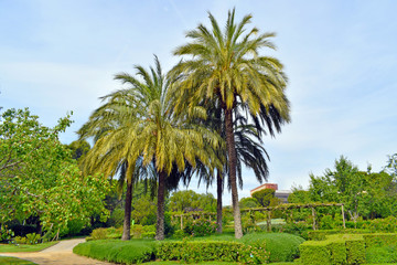 Obraz premium Palmeras en jardín público de Barcelona