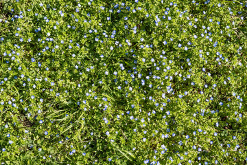 Fototapeta na wymiar green grass with small flowers