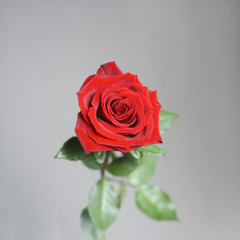 Petals of a bright red blossoming rose closeup