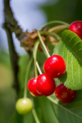 Grappe de cerises mûres rouges qui poussent sur l'arbre