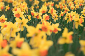 Tilt Shift Daffodils