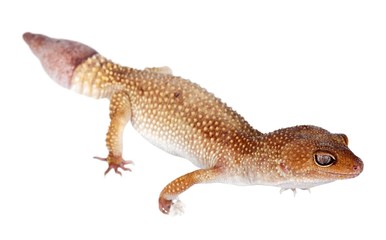 Common House Gecko